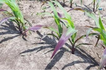 Agriculture et Consultance des Experts Agricoles en RDCongo